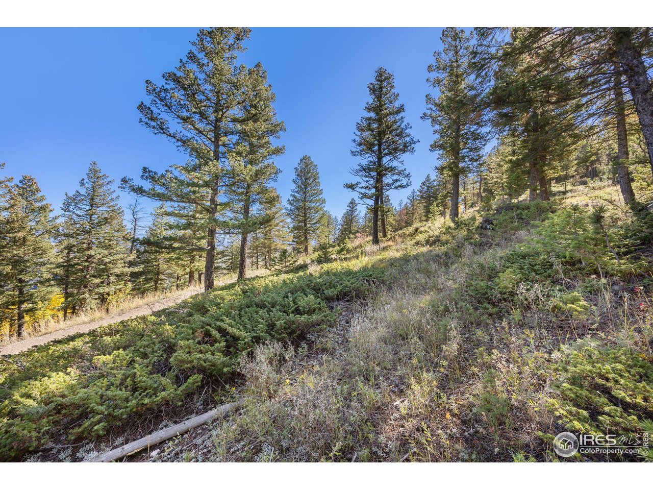 323 Roxbury Drive Boulder, CO 80302 - Photo 17 of 26 a view of a yard with a tree
