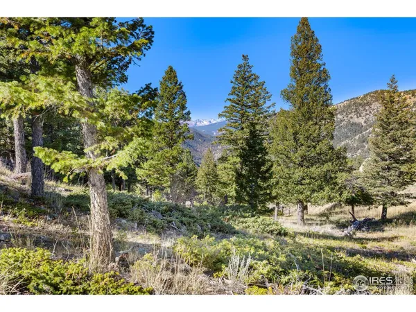 a view of a yard with plants and a bench