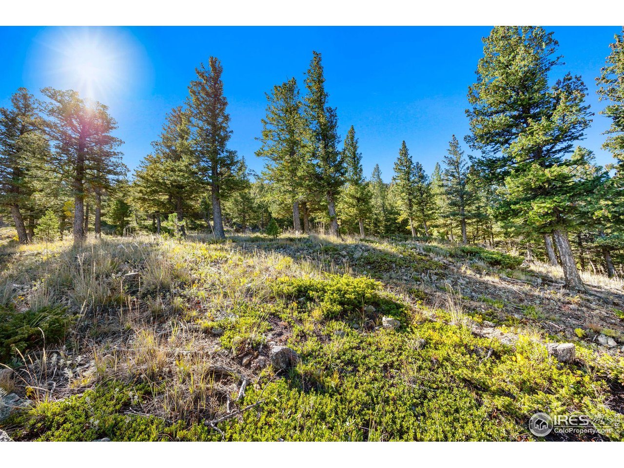 323 Roxbury Drive Boulder, CO 80302 - Photo 7 of 26 a view of a yard with swimming pool