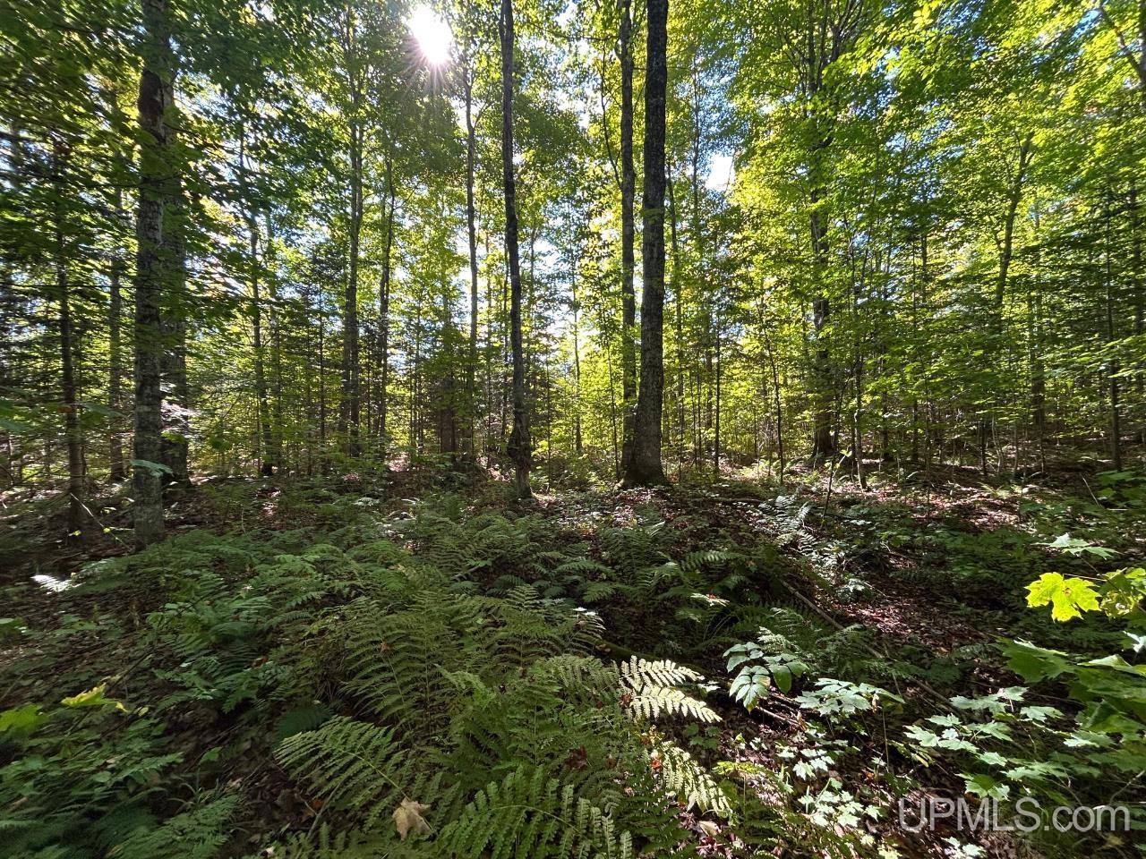 40-acres 40-acres Camp Road Shingleton, MI 49884 - Photo 10 of 20