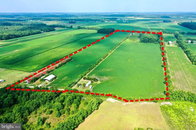 a green field with lots of flowers in it