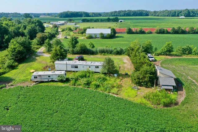a view of a garden with large trees