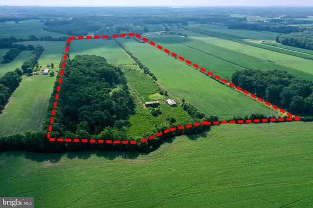 a view of a flower in a garden with potted plants