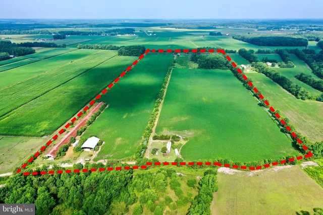 a green field with lots of flowers and trees