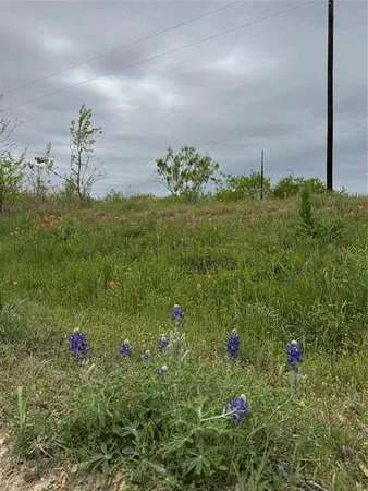 a view of a flower