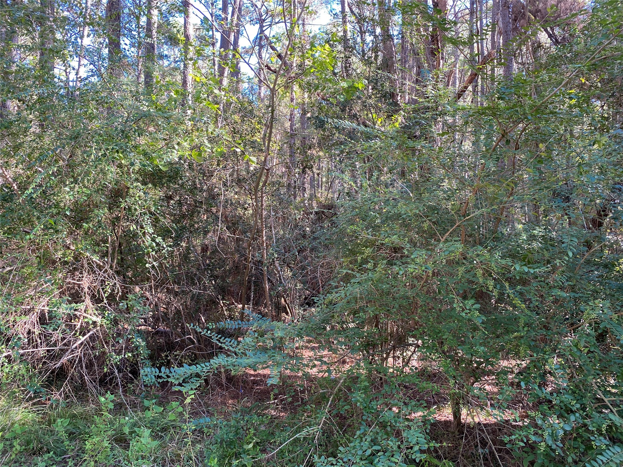2229 Easley Circle Huntsville, TX 77320 - Photo 6 of 9