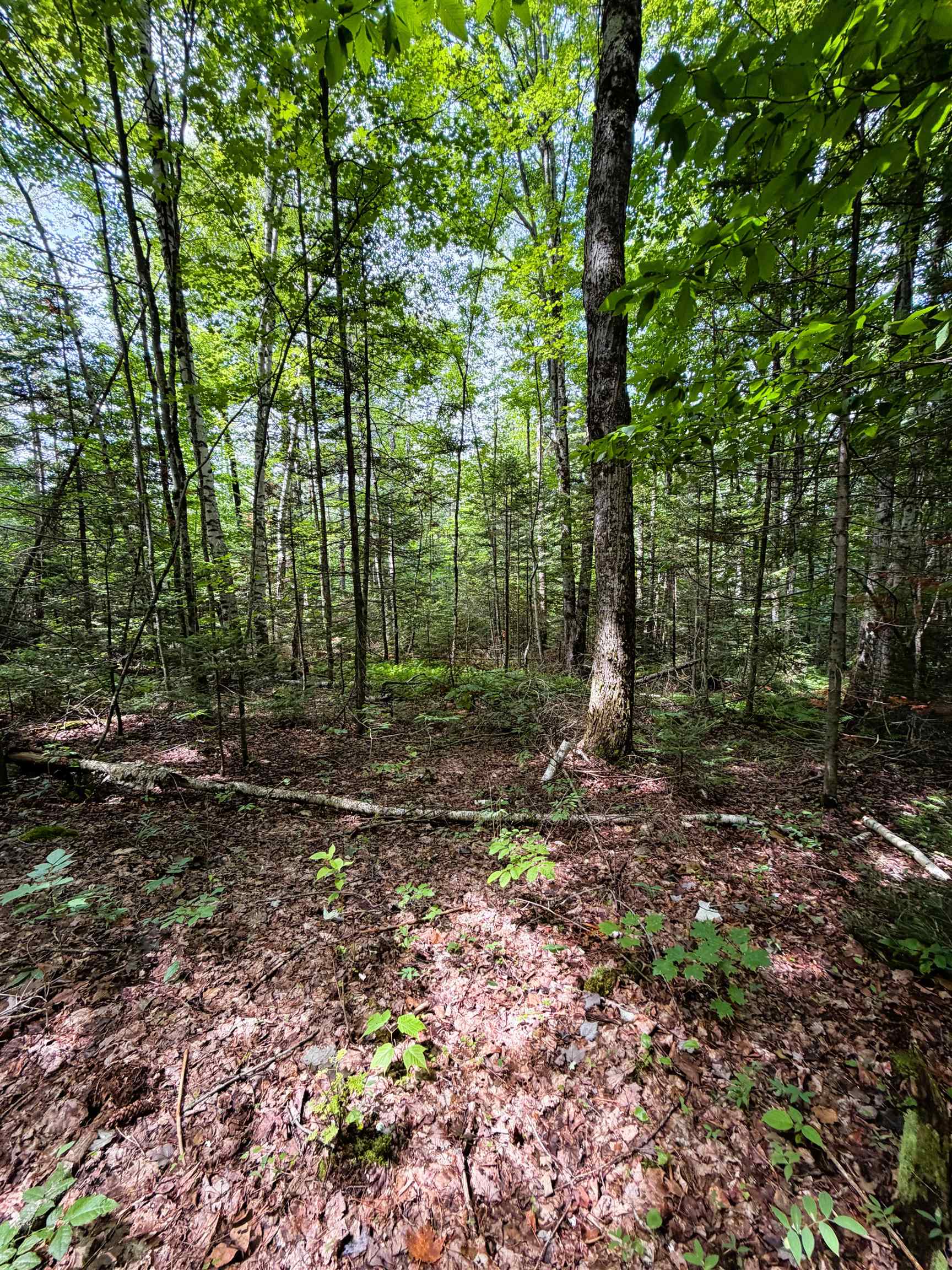 0 Osgood Farm Road Littleton, NH 03561 - Photo 37 of 58 Gallery Image 37