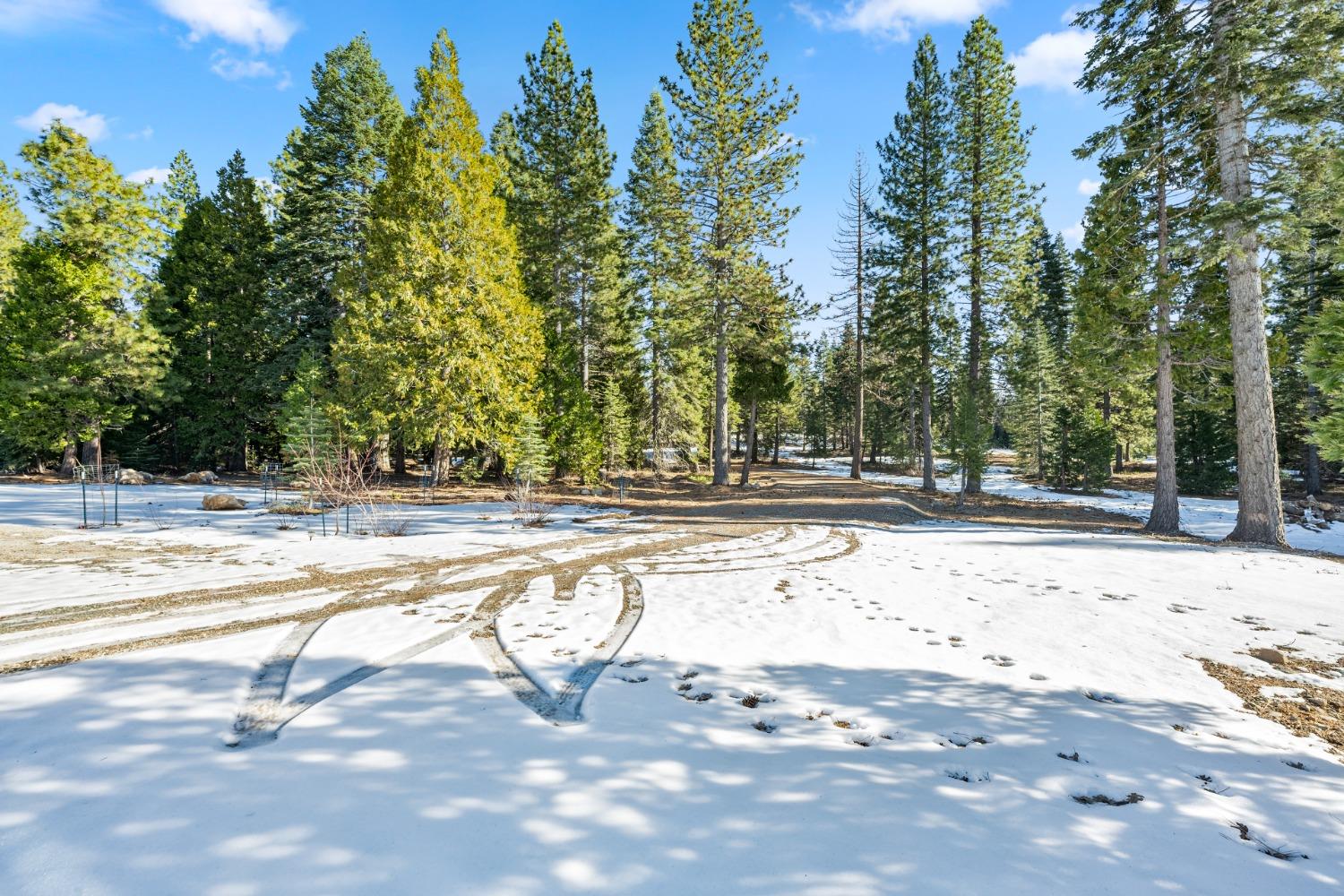 38787 Kearsarge Mill Road Alta, CA 95701 - Photo 12 of 16 a view of a yard with trees in the background
