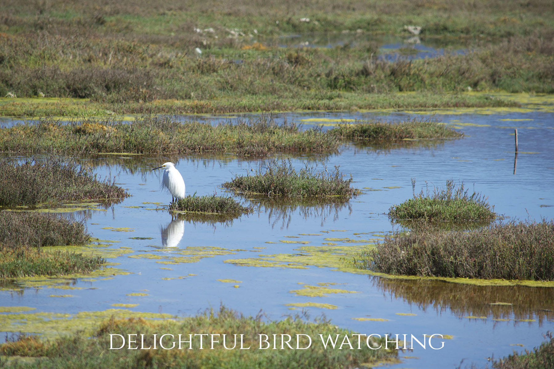 791 Sand Point Road Carpinteria, CA 93013 - Photo 30 of 30 Sand Point Road Bird watching