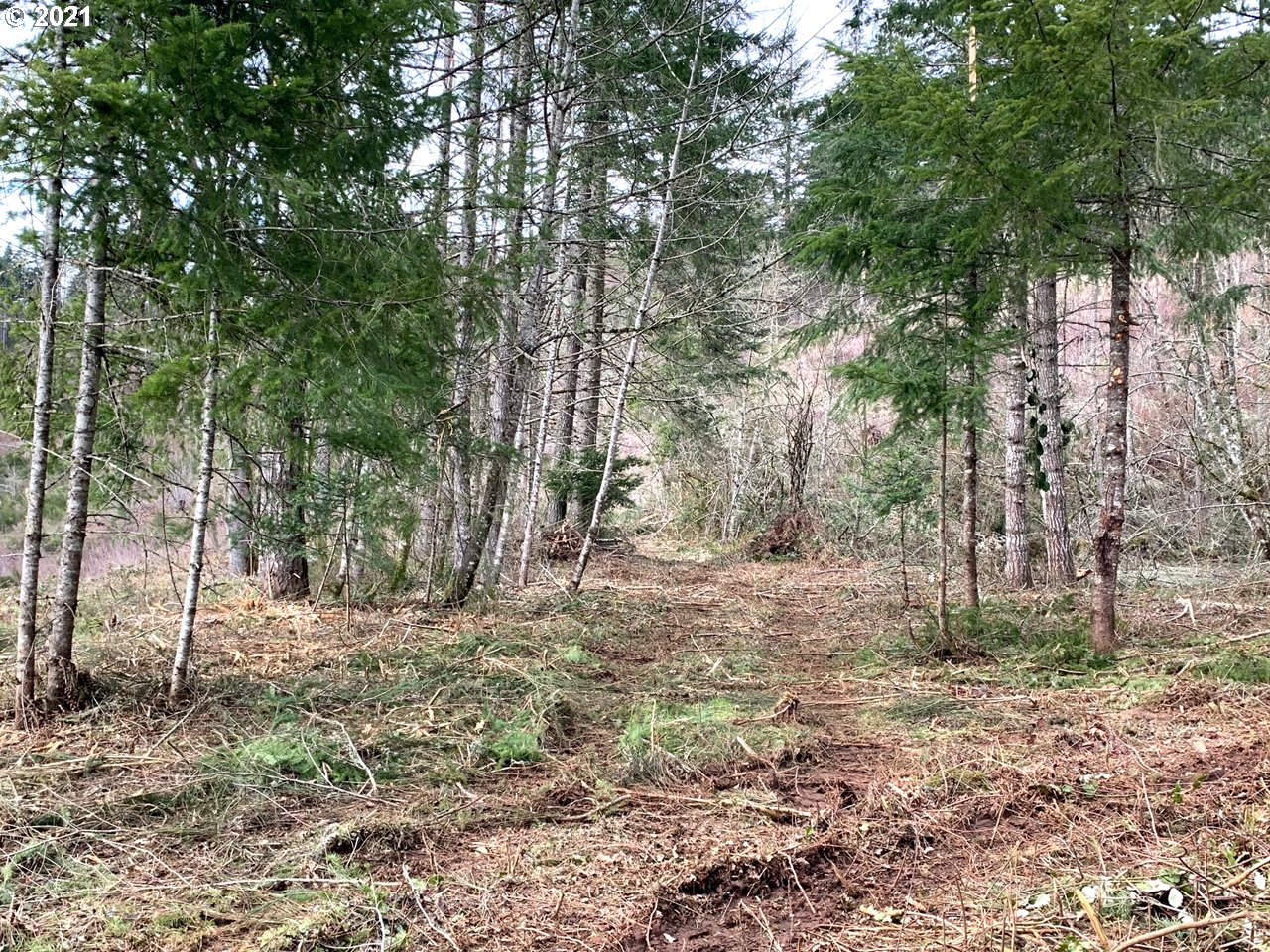11525 South Butte Creek Road Scotts Mills, OR 97375 - Photo 13 of 22 Gallery Image 13
