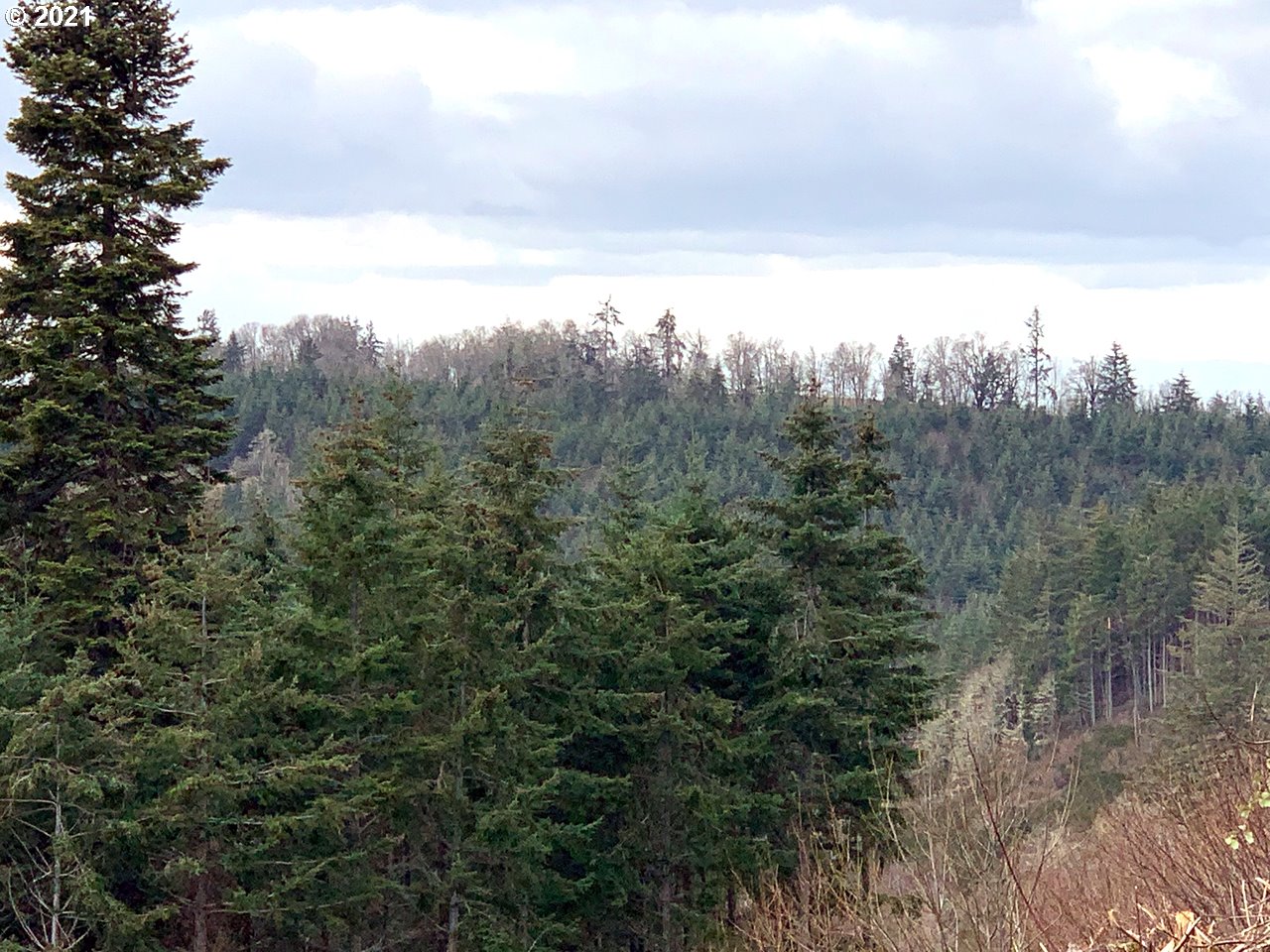 11525 South Butte Creek Road Scotts Mills, OR 97375 - Photo 17 of 22 Gallery Image 17