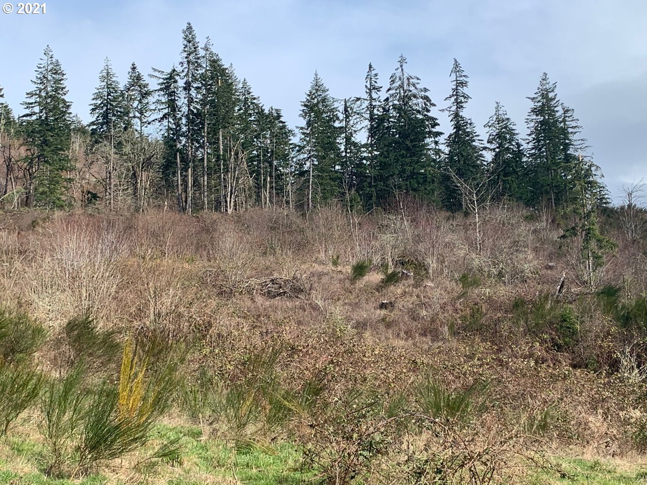 11525 South Butte Creek Road Scotts Mills, OR 97375 - Photo 20 of 22 Gallery Image 20