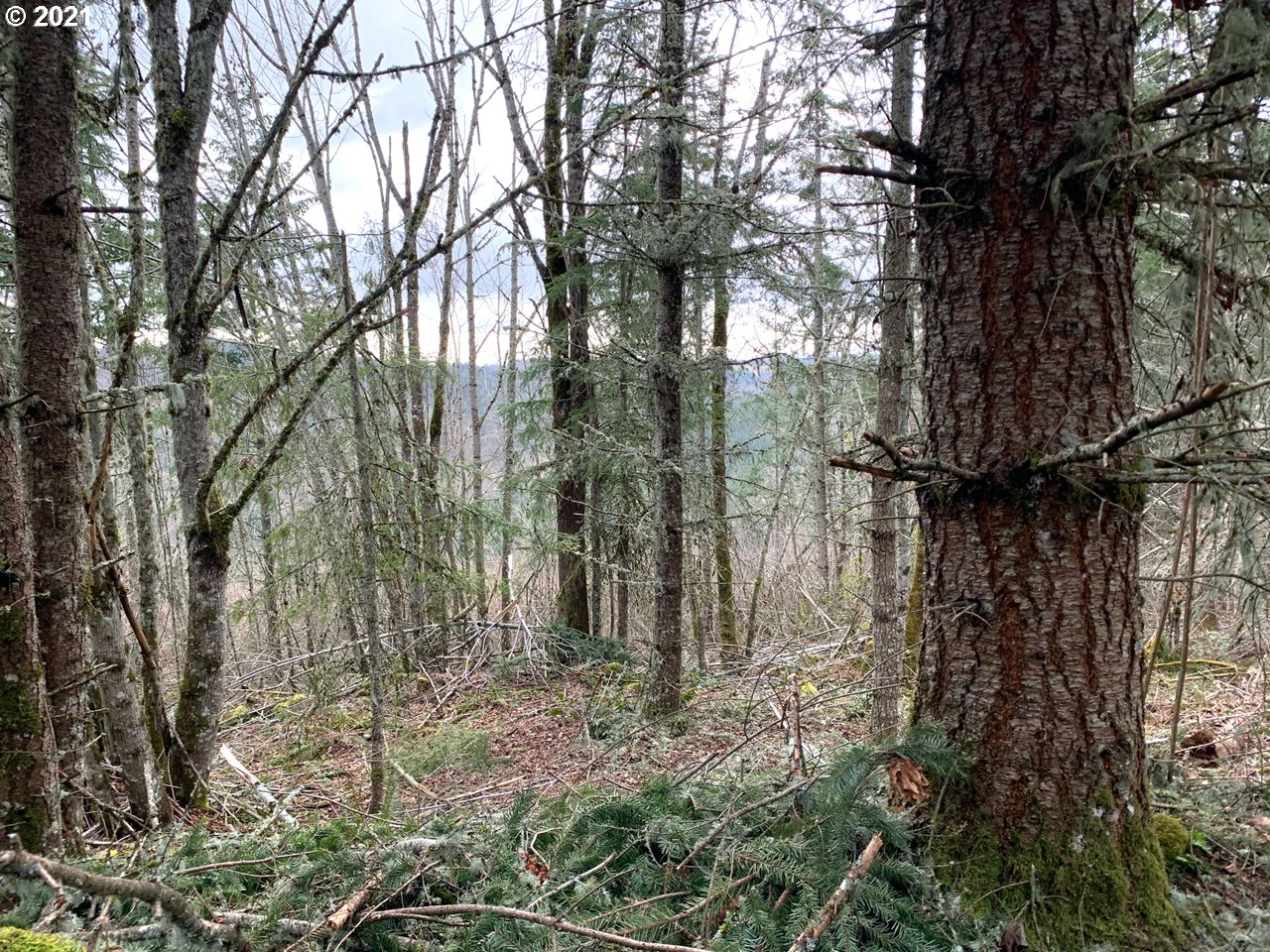 11525 South Butte Creek Road Scotts Mills, OR 97375 - Photo 8 of 22 Gallery Image 8