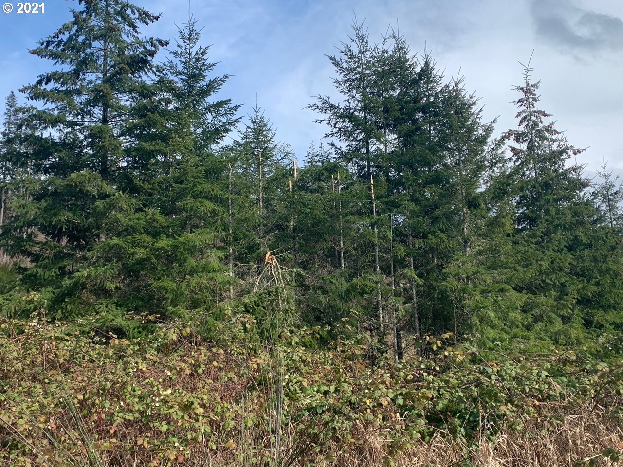 11525 South Butte Creek Road Scotts Mills, OR 97375 - Photo 9 of 22 Gallery Image 9