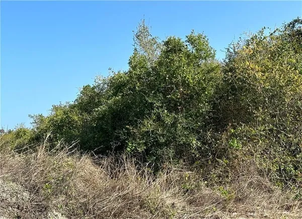 a view of a forest with a tree