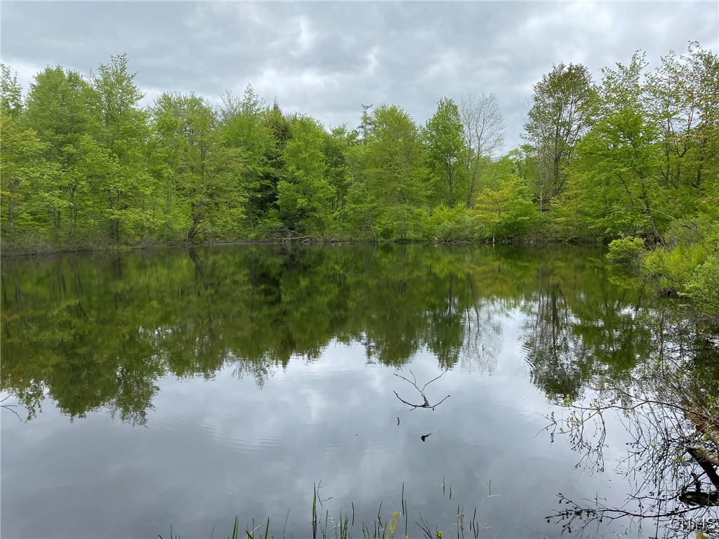 Beaver Pond View East