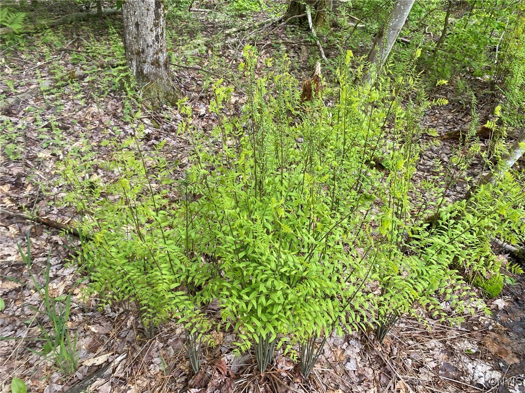 White Road Parish, NY 13131 - Photo 11 of 47 Royal Fern