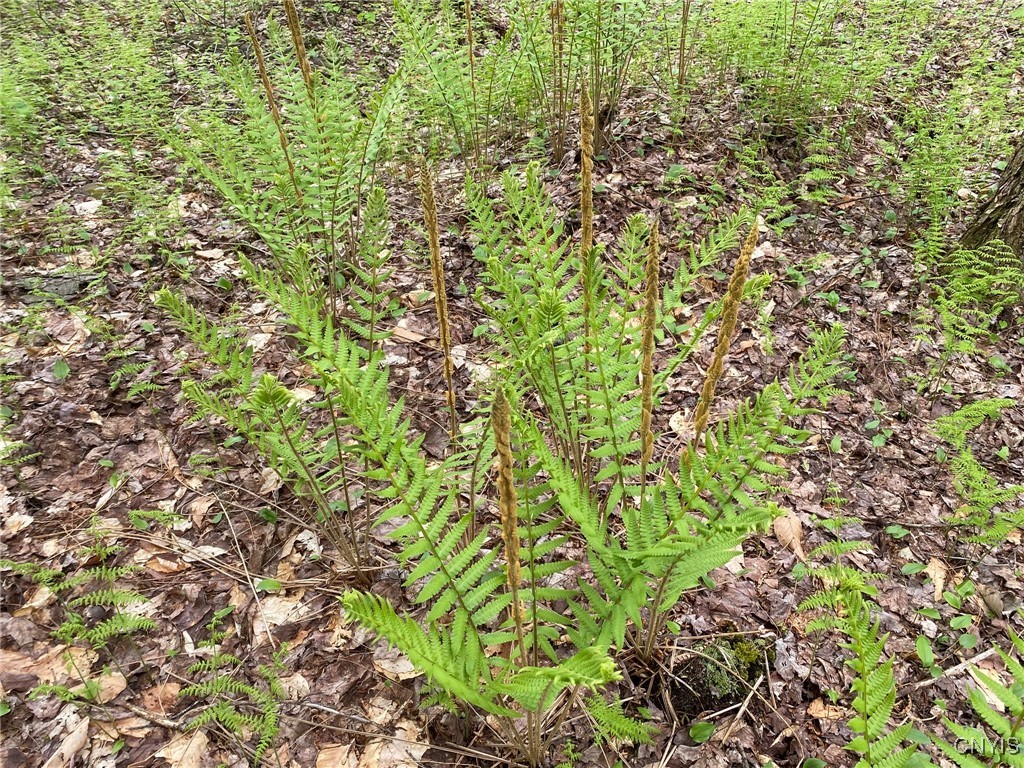 White Road Parish, NY 13131 - Photo 14 of 47 Cinnamon Fern