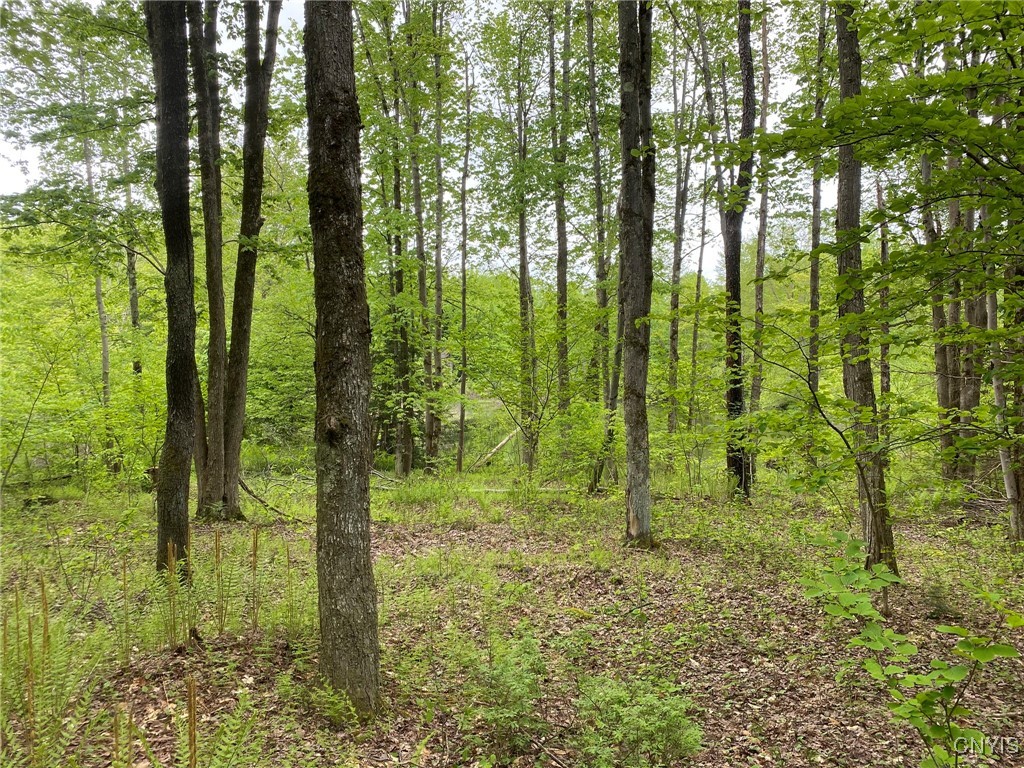 White Road Parish, NY 13131 - Photo 15 of 47 Hardwoods Near Pond