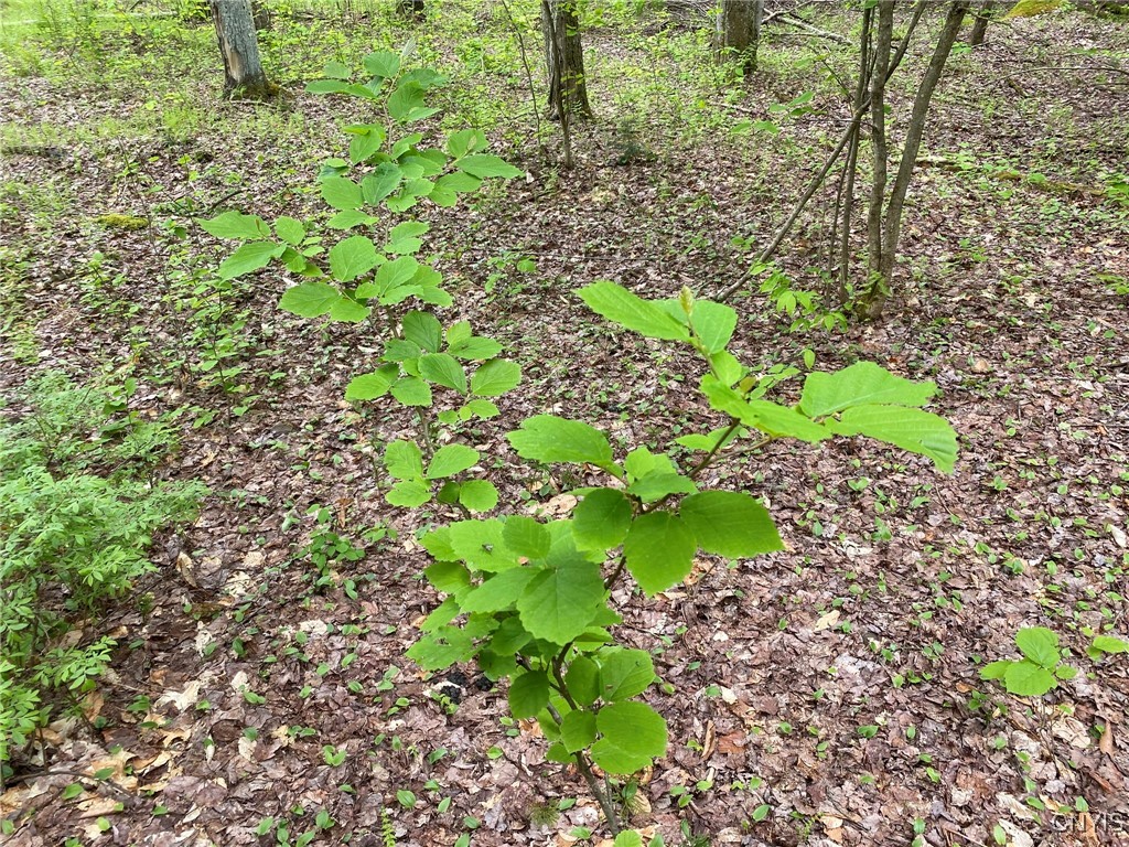 White Road Parish, NY 13131 - Photo 16 of 47 Hazel Shrub