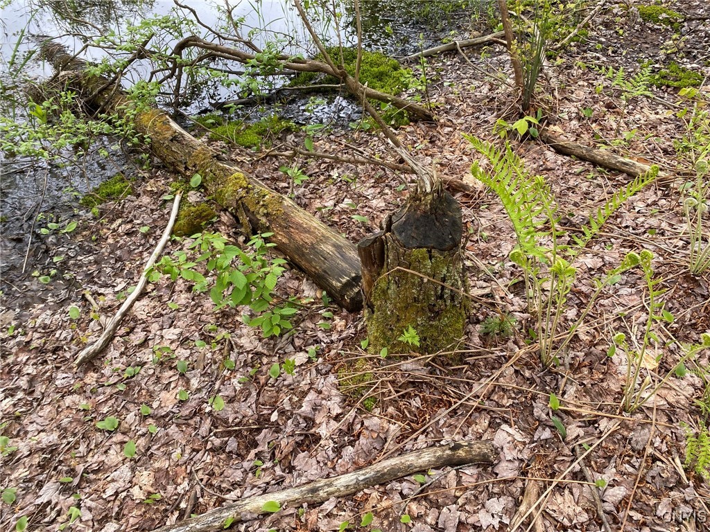 White Road Parish, NY 13131 - Photo 17 of 47 Old Beaver Chews