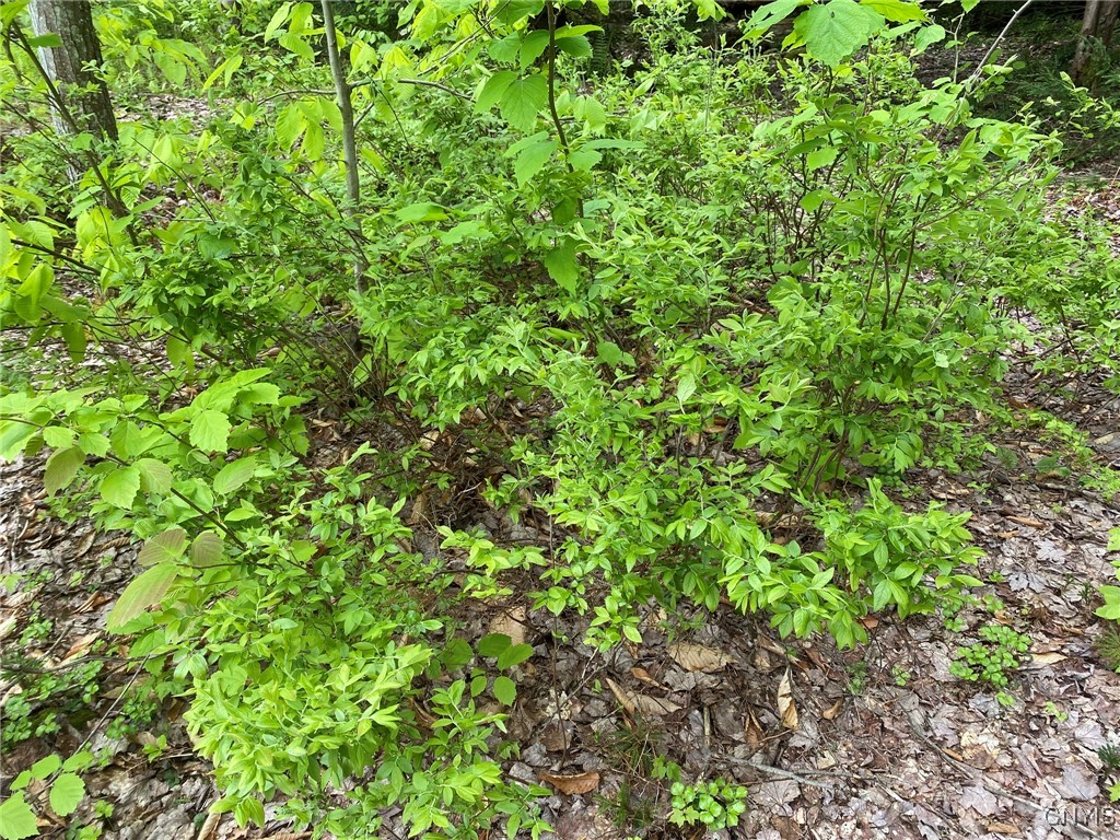 White Road Parish, NY 13131 - Photo 19 of 47 Lowbush Blueberry