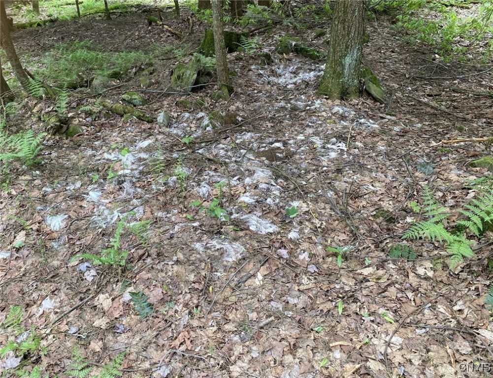White Road Parish, NY 13131 - Photo 21 of 47 Deer Remains