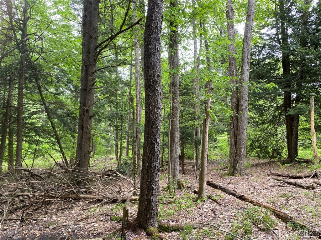 White Road Parish, NY 13131 - Photo 22 of 47 Black Cherry