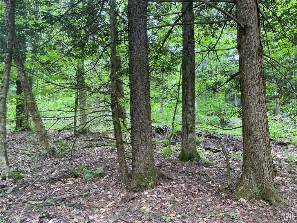 White Road Parish, NY 13131 - Photo 23 of 47 Cherry , Sugar Maple and Hemlock