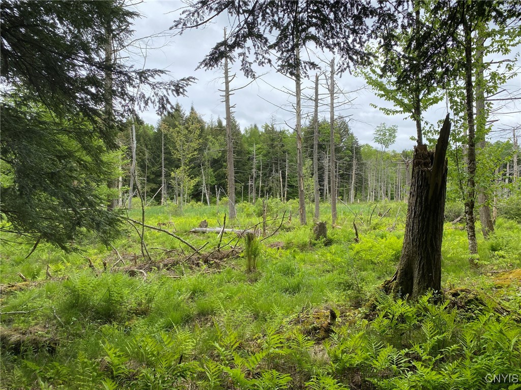 White Road Parish, NY 13131 - Photo 24 of 47 Second Beaver Meadow