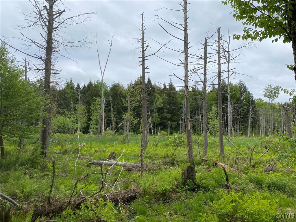 White Road Parish, NY 13131 - Photo 25 of 47 Beaver Meadow Snags