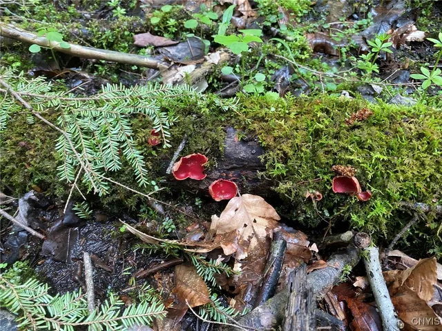 $399,000 | White Road, Parish, NY 13131