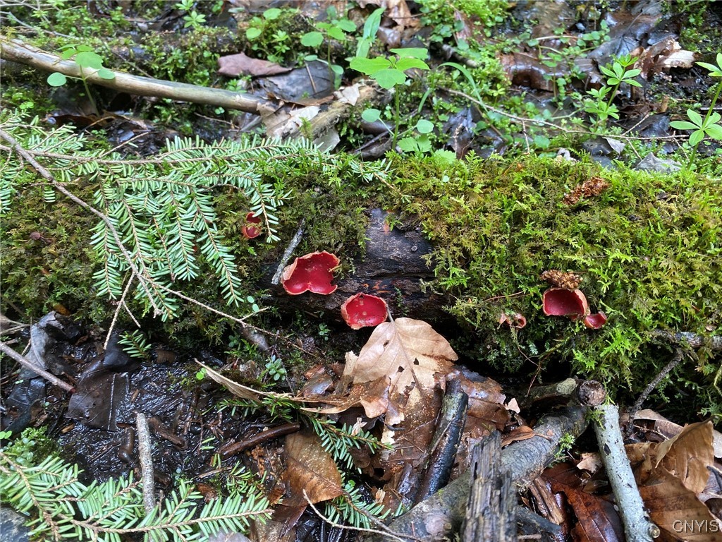 White Road Parish, NY 13131 - Photo 26 of 47 Scarlet Cup Fungus
