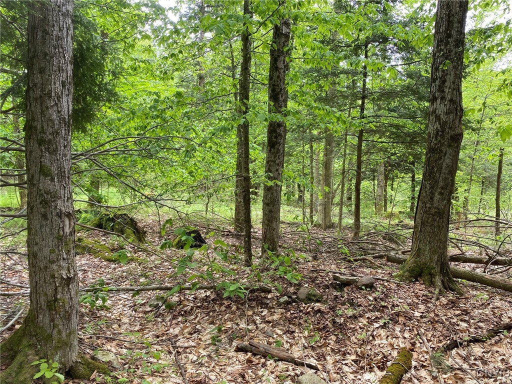 White Road Parish, NY 13131 - Photo 30 of 47 Sugar Maple Sawtimber