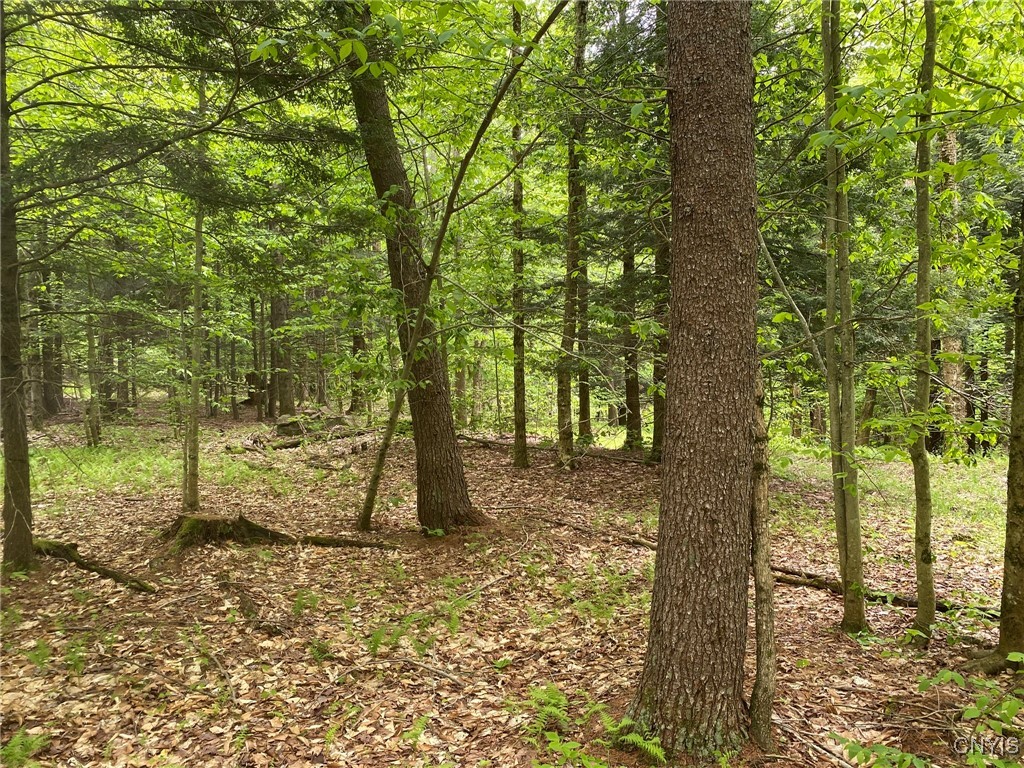 White Road Parish, NY 13131 - Photo 32 of 47 White Pine Sawtimber