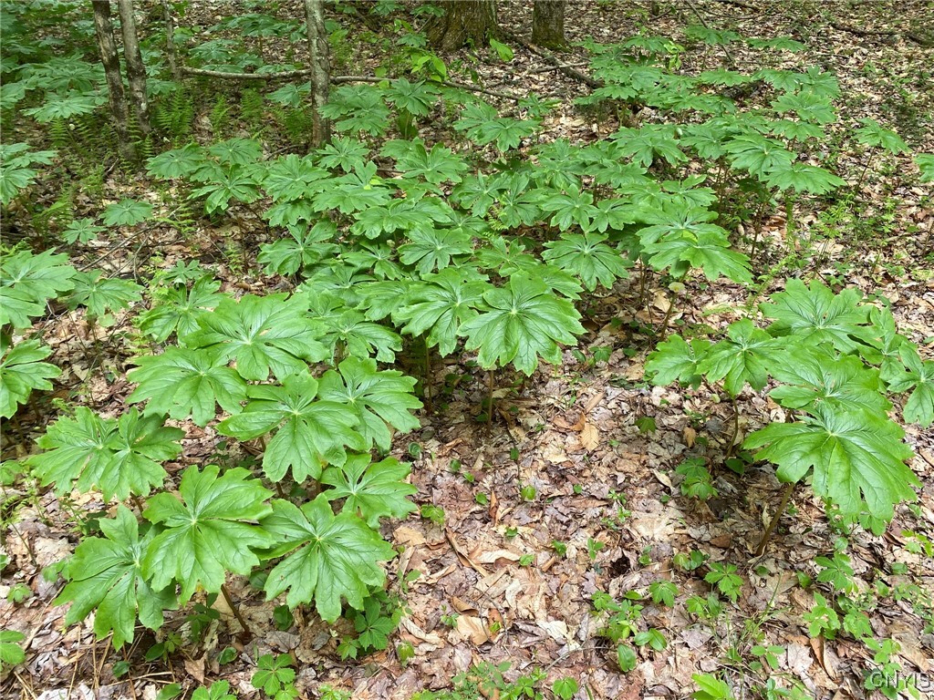 White Road Parish, NY 13131 - Photo 33 of 47 Mayapple