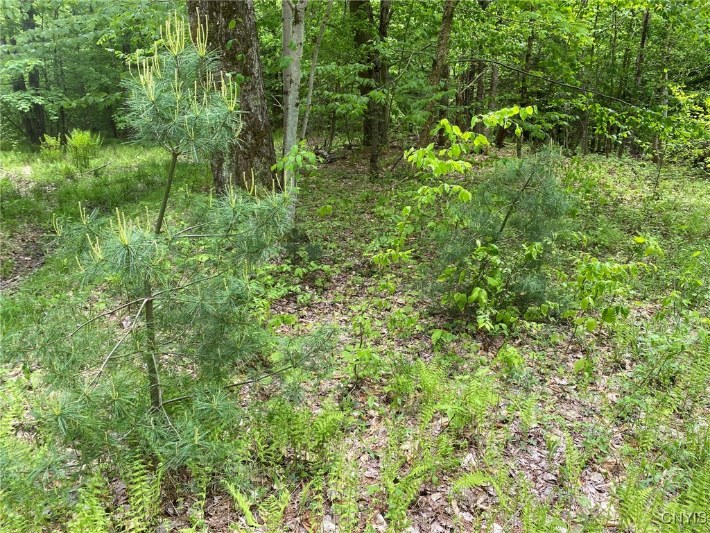 White Road Parish, NY 13131 - Photo 34 of 47 White Pine Saplings