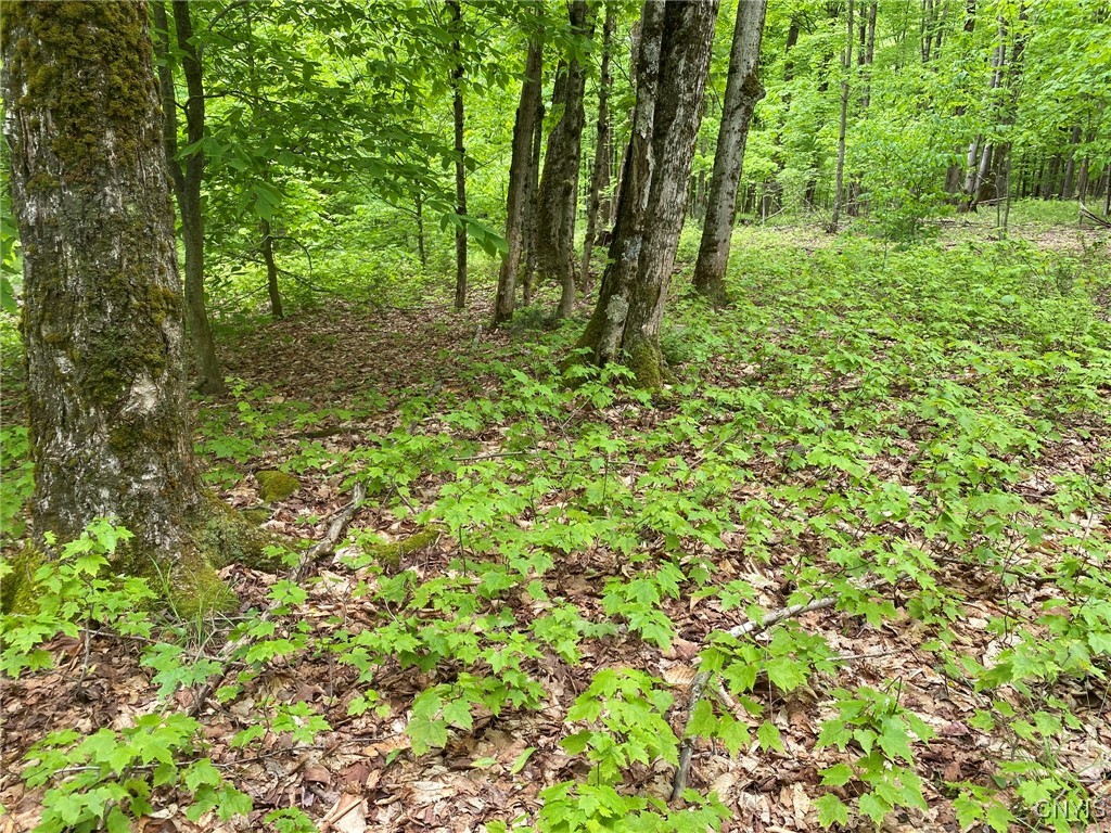 White Road Parish, NY 13131 - Photo 38 of 47 Sugar Maple Regeneration