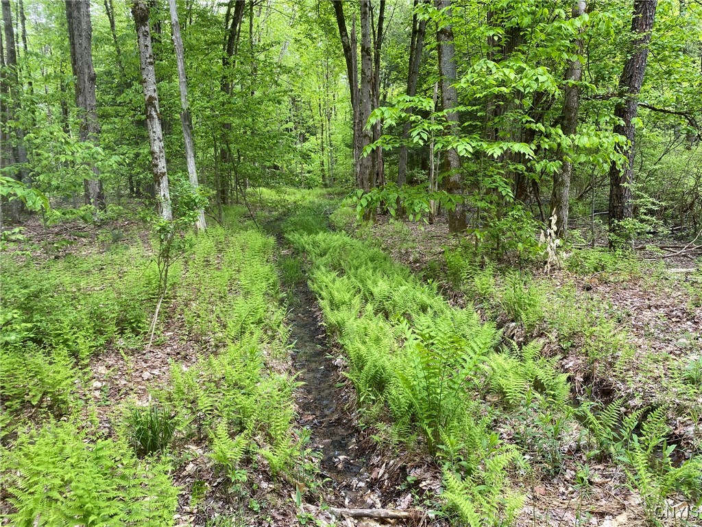 White Road Parish, NY 13131 - Photo 39 of 47 Logging Trail