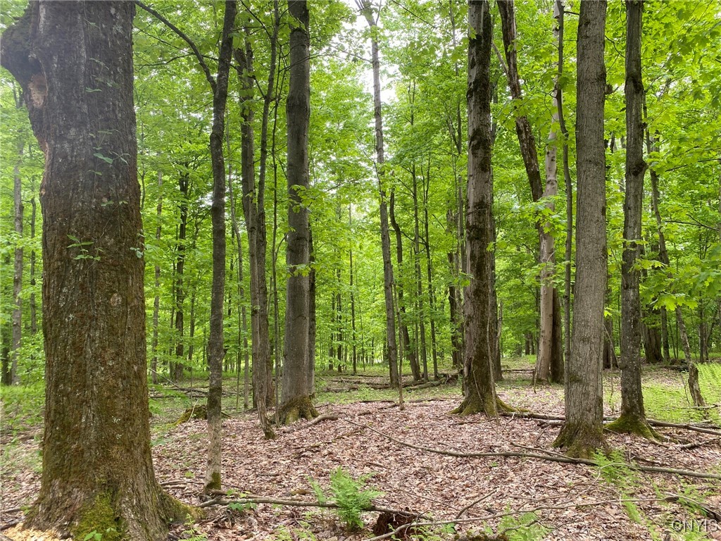 White Road Parish, NY 13131 - Photo 40 of 47 Sugar Maple Stand