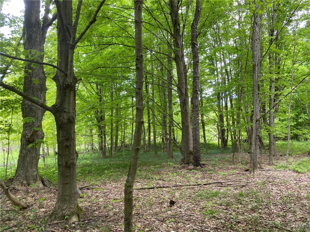 White Road Parish, NY 13131 - Photo 4 of 47 Hardwoods Near Farmhouse Remnants