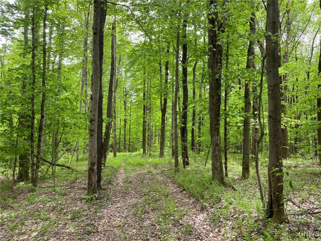 White Road Parish, NY 13131 - Photo 42 of 47 Woods Trail