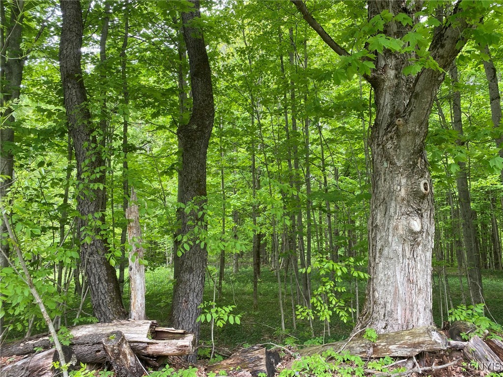 White Road Parish, NY 13131 - Photo 46 of 47 Maple & Cherry Near Landing