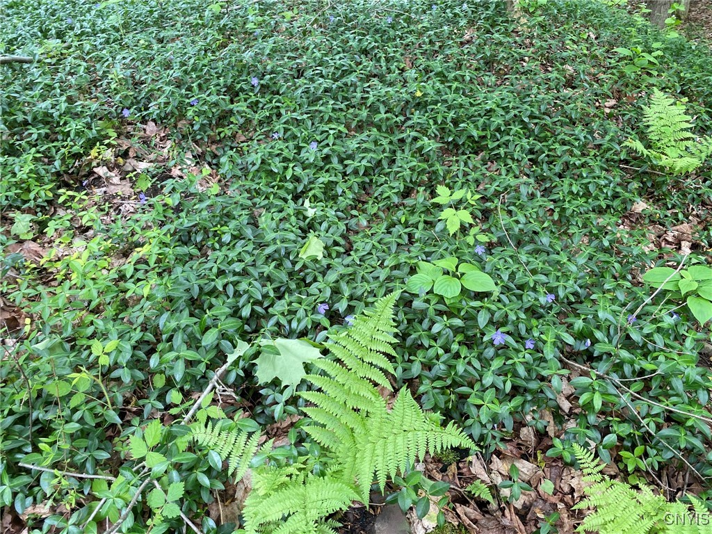 White Road Parish, NY 13131 - Photo 6 of 47 Running Myrtle