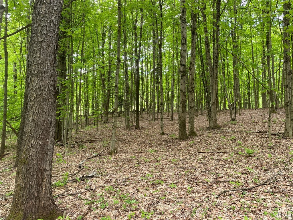 White Road Parish, NY 13131 - Photo 8 of 47 Sawtimber Cherry and Young Maple