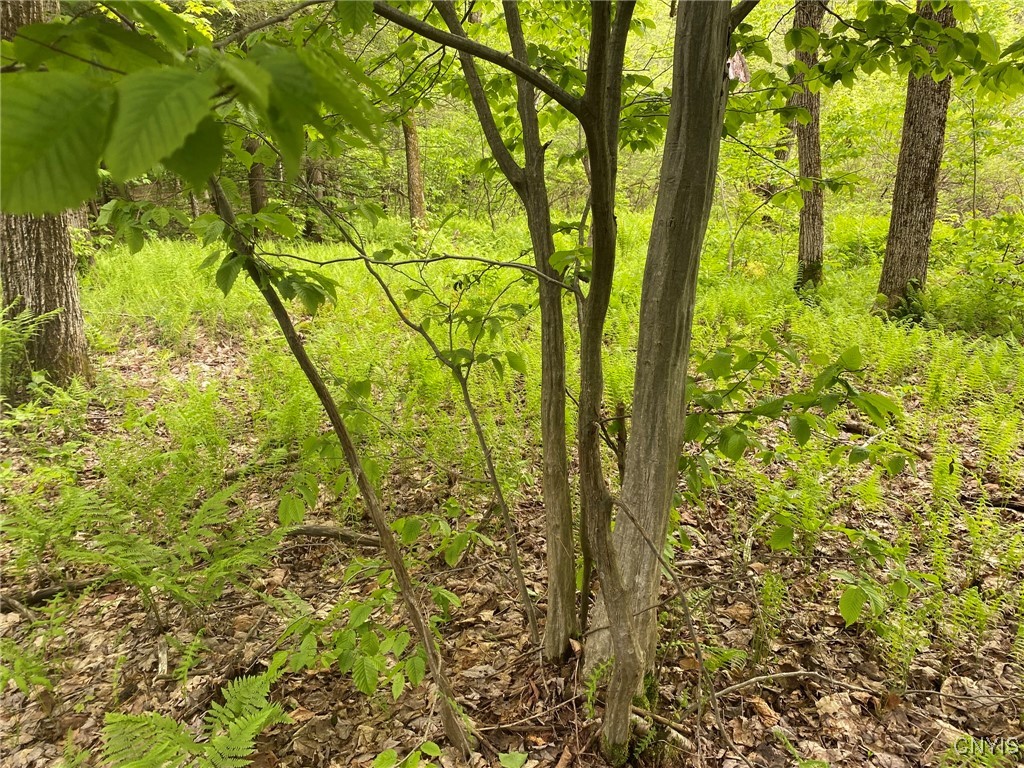 White Road Parish, NY 13131 - Photo 10 of 47 Hazel Shrub