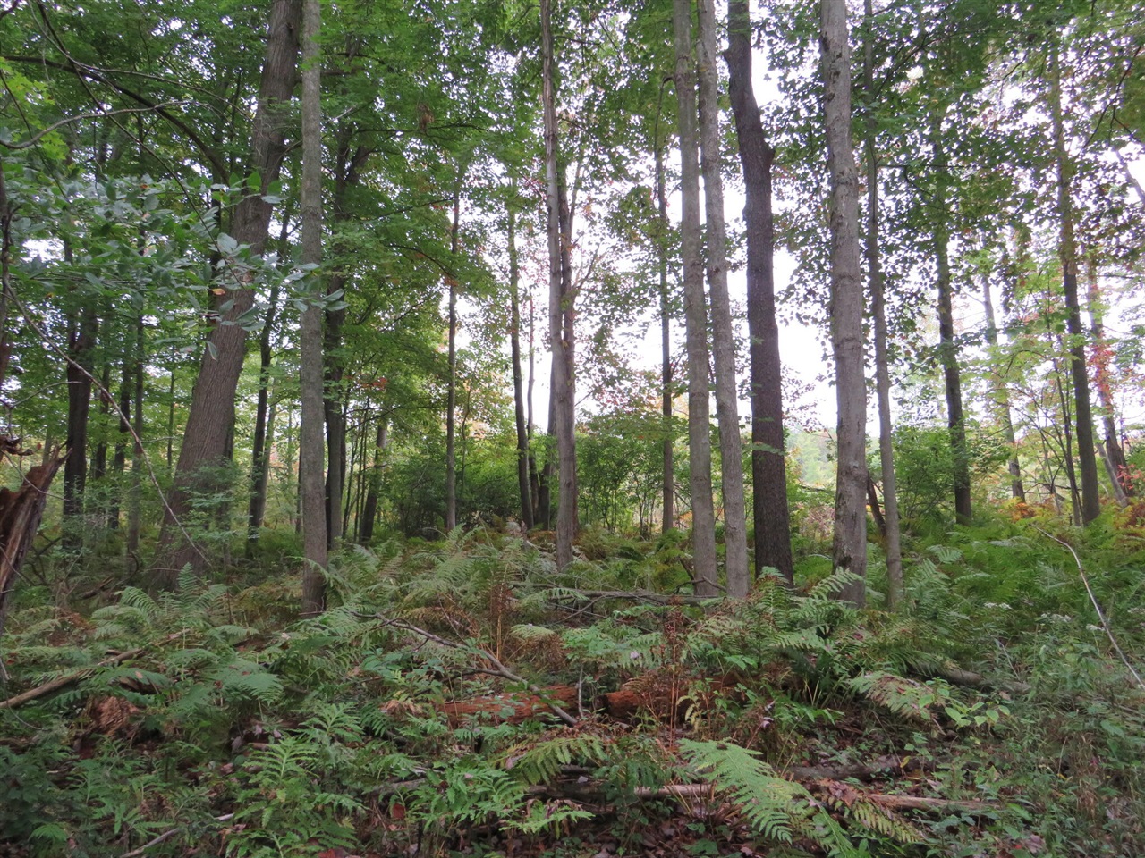Vl Mcclure Road Eaton Rapids, MI 48827 - Photo 24 of 72