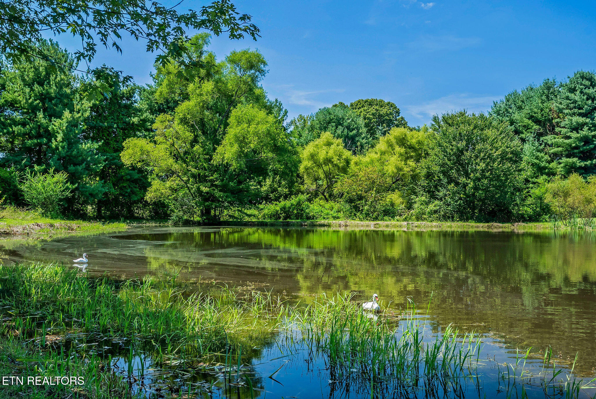 268 Plateau Road Crossville, TN 38571 - Photo 13 of 42 Pond View