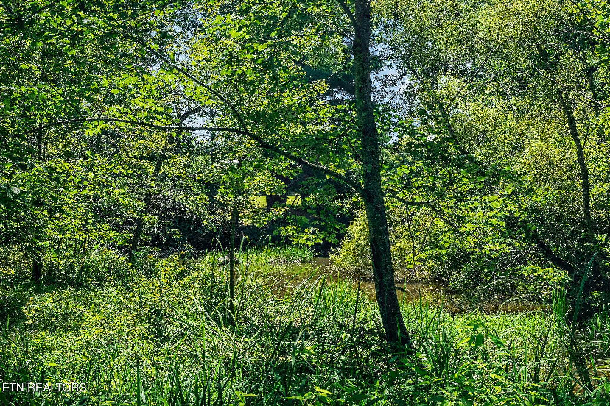 268 Plateau Road Crossville, TN 38571 - Photo 15 of 42 Wooded pond view