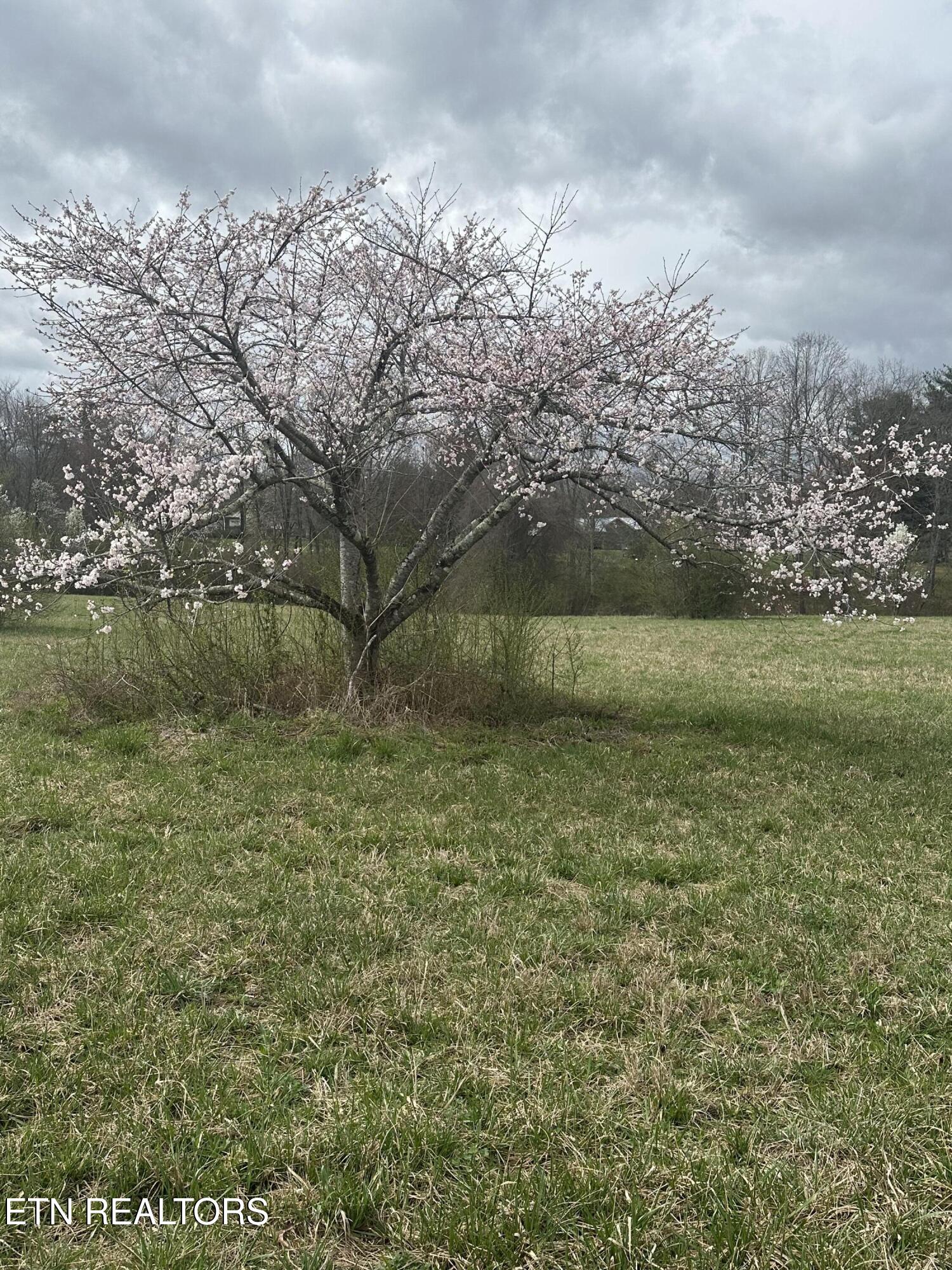 268 Plateau Road Crossville, TN 38571 - Photo 53 of 58 Landscape